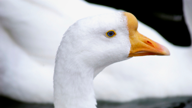 Illustration for article titled 9 Geese Who Have Taken Over My Daughter’s Bedroom And What Each Of Their Jobs Seems To Be